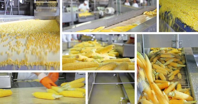 Industrial production of corn in food processing plant, multi screen. People working, sorting corn cob on a conveyor belt in food factory. Montage several different video shots in collage