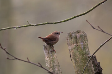Eurasian wren Troglodytes troglodytes sings like a mature tenor - loud bird singing