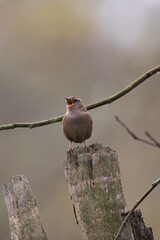 Eurasian wren Troglodytes troglodytes sings like a mature tenor - loud bird singing