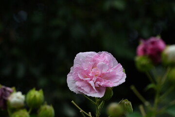 酔芙蓉　白　ピンク　赤