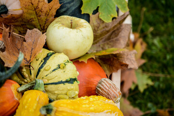 Naklejka na ściany i meble Wheelbarrow full of autumn fruits and various shapes pumpkins