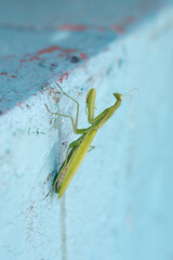Green mantis on the wall