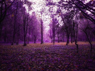 Moody forest, magical woods with thick fog, fall colours in the park.