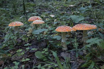 Several amanita mushrooms in a clearing in the forest. Dangerous inedible mushrooms. Poisonous mushrooms. Autumn 