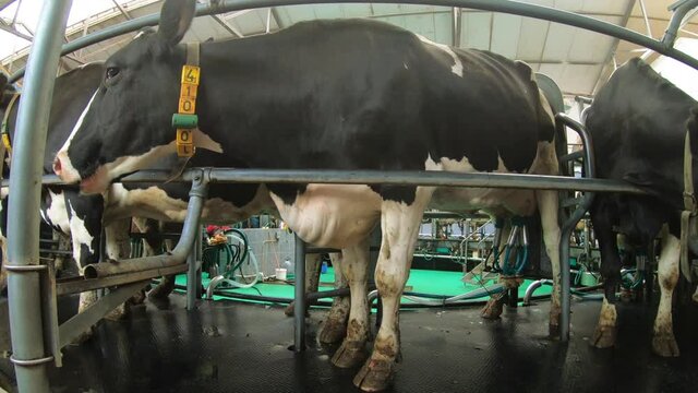 Cows at the milking carousel. Milking cows with an automatic milking system on a modern dairy farm Livestock farm.