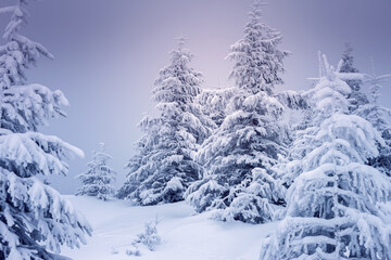 Misty winter landscape with snowy spruces on a frosty day.