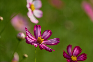 Fototapeta premium コスモス