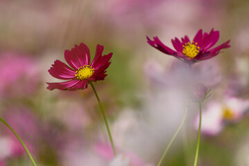 コスモス