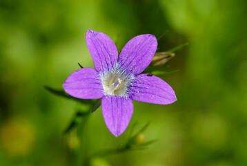 Fototapeta premium Violet flower on a green background, Bieszczady Mountains, Poland