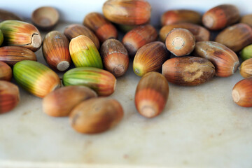 acorns ripening on a ground, acorns which are the fruits of the oak tree,