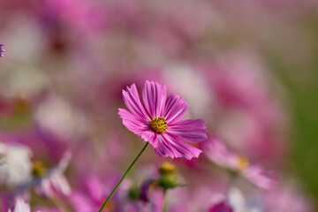 Obraz premium コスモス