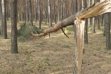 broken tree after a storm 