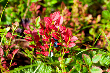 Blueberries in the autumn forest. Bush with berries and red leaves