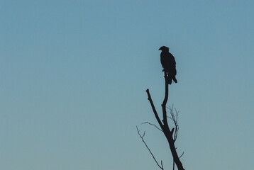 A lonely bird on a withered tree, Bieszczady Mountains, Poland