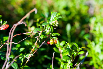 Lingonberry berries on a branch in the forest. Ripe red berries, close-up
