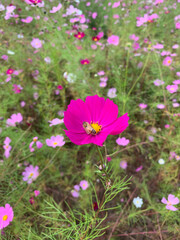 Fototapeta premium pink cosmos flower