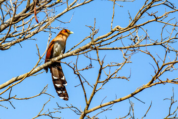 Piaya Cayana, popularly known as the cat's soul. Rusty feathered bird (brown), with red eyes and long tail. Posed in a leafless tree with blue sky in the background. Eating an insect cicada
