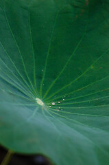 Lotus leaf with droplets close-up
