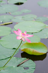 Lotus flower on the pond