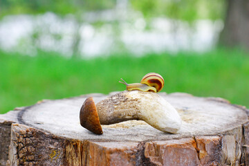 One small snail sits on a picked mushroom, on a stump, against the background of the forest, in the summer. Animals in nature, look for and find mushrooms. Forest walks, hobby of finding mushrooms
