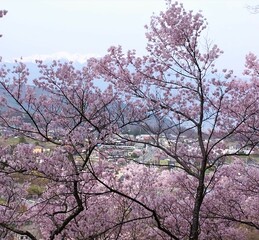 cherry tree in bloom