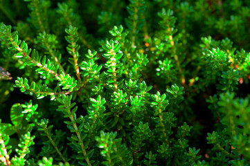 Northern berry, crowberry, bearberry (Empetrum nigrum) grass. Close-up, selective focus