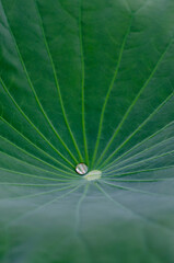 Lotus leaf close-up and a droplet