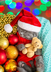 Cute kitten wearing warm sweater  and santa hat sleeps inside basket and hugs  toy bear. Top down view