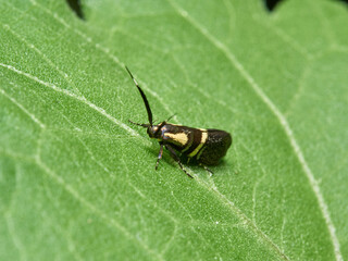 Nocturnal small moth. Dasycera oliviella.     