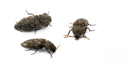 Three different views of the insect, Agrypnus murinus, agrypnus binodulus beetle on white background