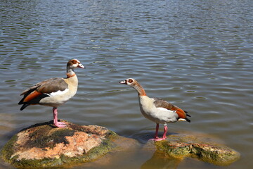 A pair of Egyptian geese standing in water