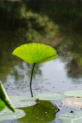 Lotus leaf on the pond