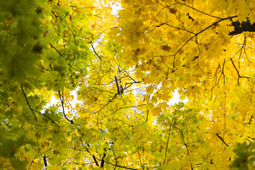trees in the park with autumn yellow foliage in sunny weather. Bottom view of the sky and crown. Autumn concept
