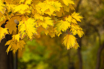 Naklejka na ściany i meble Close-up of autumn yellow maple leaves. forest background