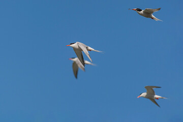 Common Tern (Sterna hirundo) flying in the open sky