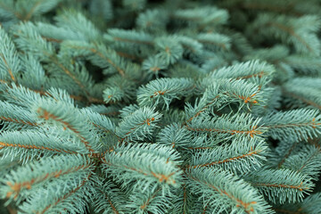 branches of an evergreen tree with needles. Spruce tree for Christmas. Element of decor and design, place for inscription