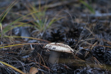 milk mushroom or lump on pine forest floor under fir needles and cones