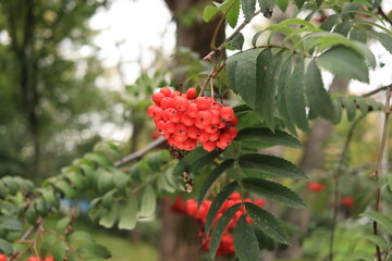 a red rowan berries against the background of nature. autumn concept. - obrazy, fototapety, plakaty