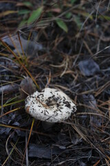 milk mushroom or lump on pine forest floor under fir needles and cones