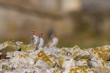 Common Tern (Sterna hirundo) perched on colts at the breeding grounds of a group of chicks