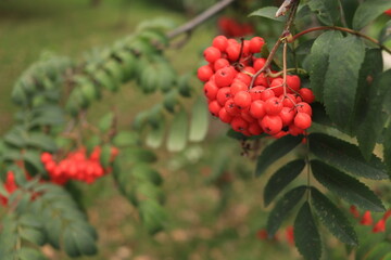 a red rowan berries against the background of nature. autumn concept.