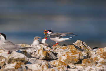 Tern with a fish in its beak while flying. Adult common tern feeding chicks. (Sterna hirundo)