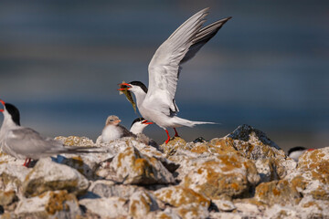 Tern with a fish in its beak while flying. Adult common tern feeding chicks. (Sterna hirundo)