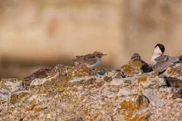 Common Tern (Sterna hirundo) perched on colts at the breeding grounds of a group of chicks