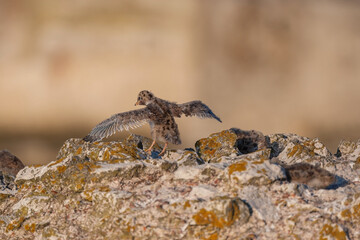 Common Tern (Sterna hirundo) perched on colts at the breeding grounds of a group of chicks