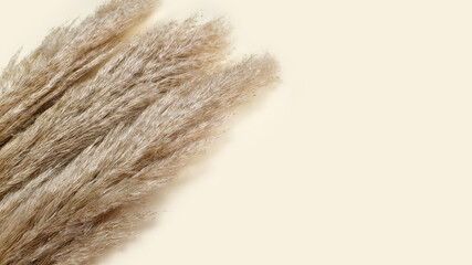 Cortaderia or Pampas grass on ivory background. Top view with copy space, flower frame. Free place for text or product.