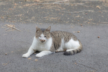 cat on the asphalt