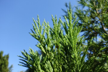 Blue sky and young shoots of Cryptomeria japonica in mid August