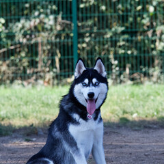 Beautiful sitting husky dog looking at camera
