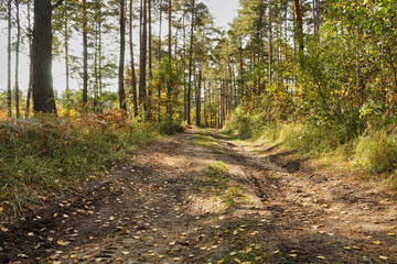 forest road, forest path, road, path, forest, trees, autumn